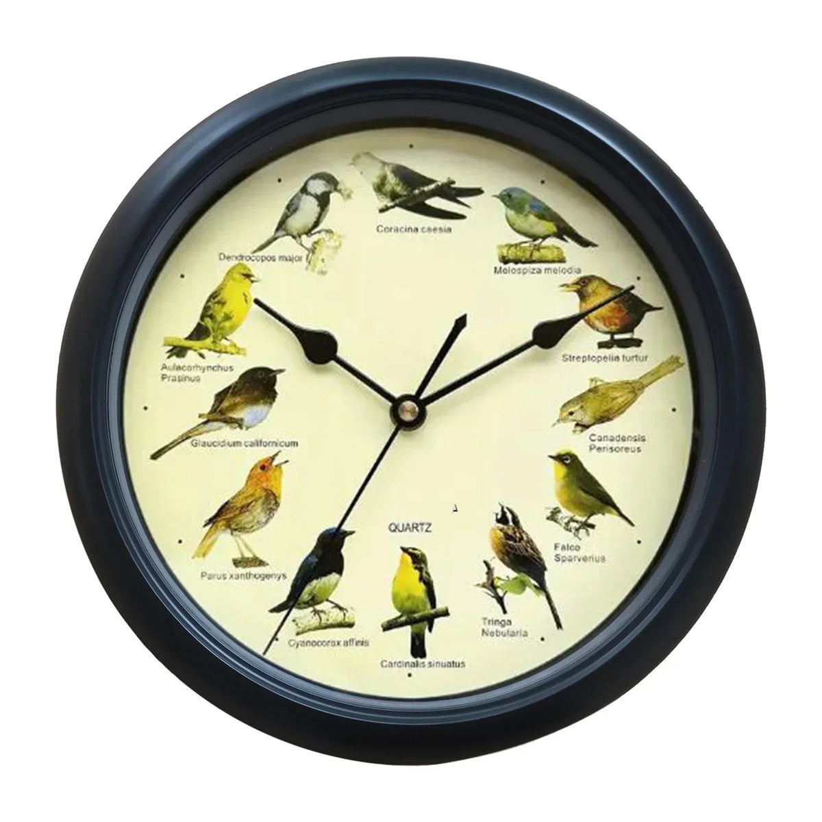 BirdSong Clock – 10 Inch Wall Clock for Stylish Interior Bowlift