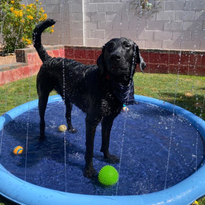 Kalsten | Paws and Play Splash Pad
