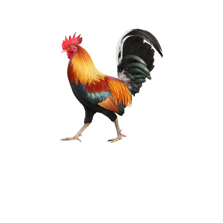 Kalsten | Garden figure: Feathered beauty