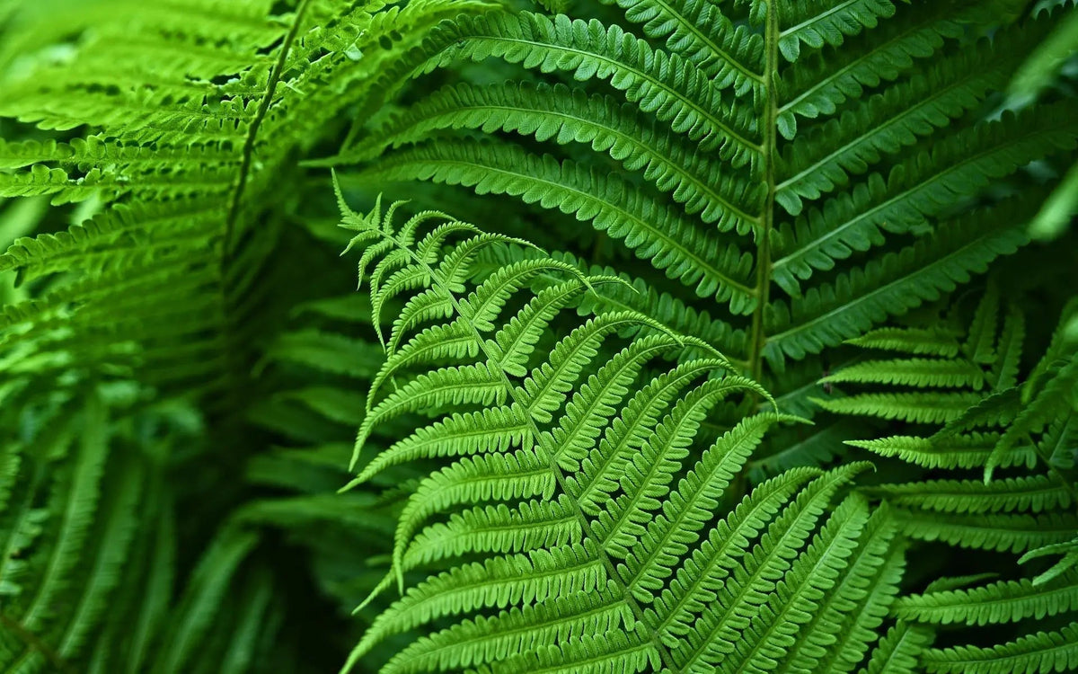 BowLift | EverGreen Boston Fern – Artificial Plant with UV Protection and Weather Resistant Design