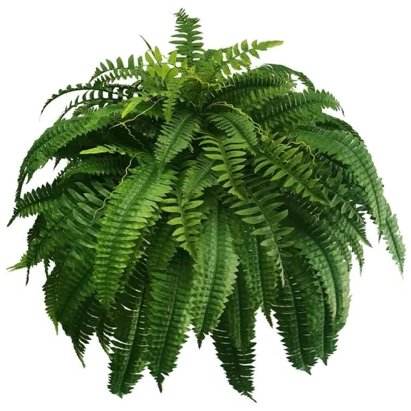 Kalsten | EverGreen Boston Fern – Artificial Plant with UV Protection and Weather Resistant Design