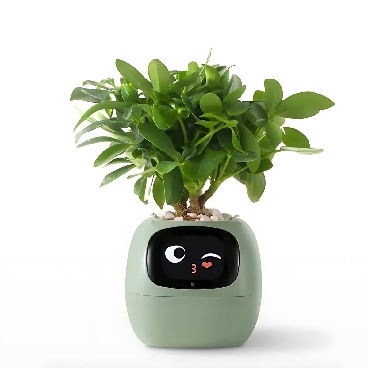 Frendorf | Automatic smart flower pot - GreenBuddy SmartPot