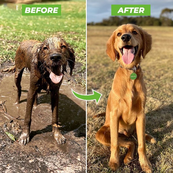 Dogjet Pro™ - Effortlessly wash your dog in record time! Kalsten