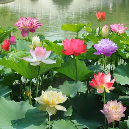 LotusWaters – Bonsai Water Garden Seeds for Pond and Balcony | Brehn