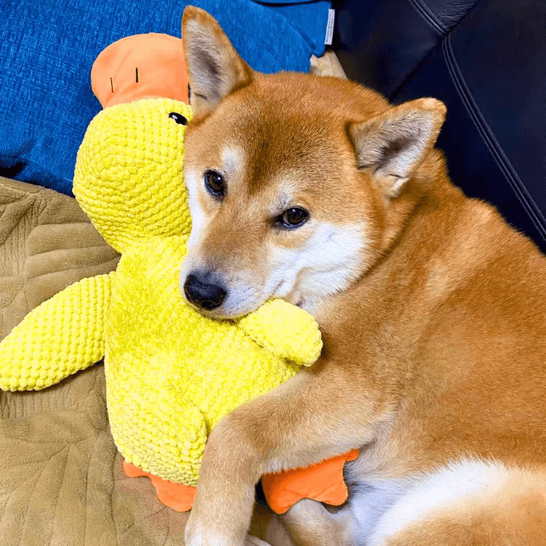 Kalsten | Calming duck for dogs