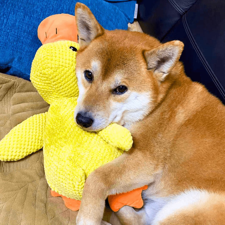 Kalsten | Calming duck for dogs
