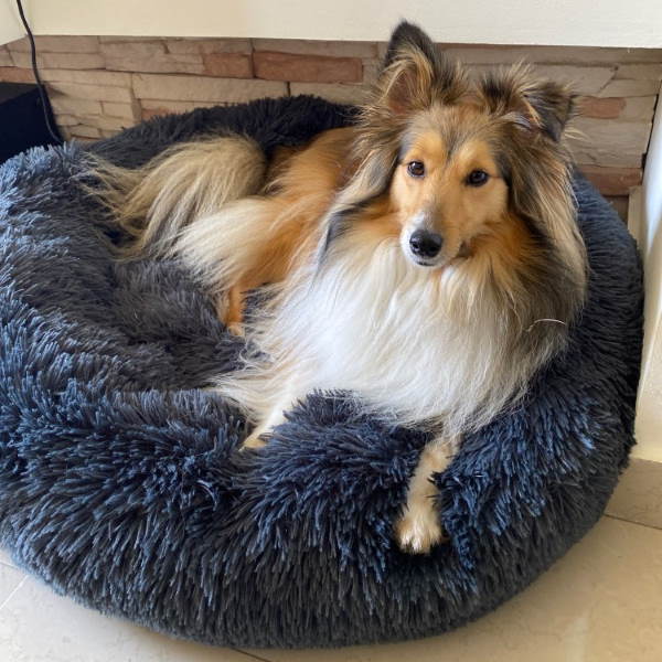 Orthopedic Plush Dog Bed & Soothing Pet Blanket Kalsten