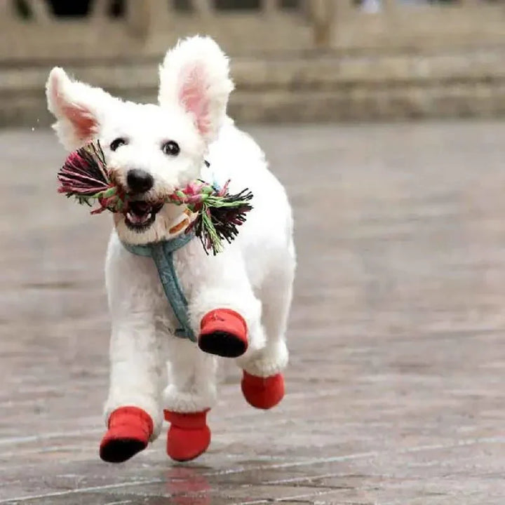 CozyPaws • Dog Waterproof Boots - Dog Waterproof Boots - BowLift