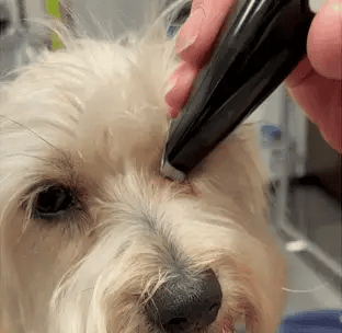 Hair clipper for stress-free grooming | Kalsten