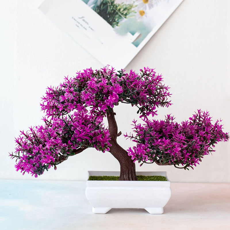Kalsten | Plant Bonsai