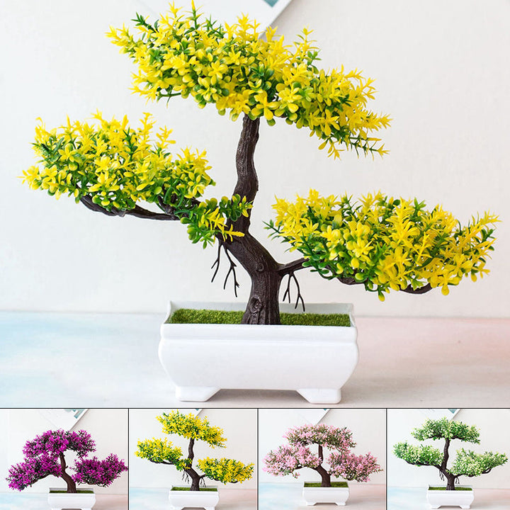 Kalsten | Plant Bonsai