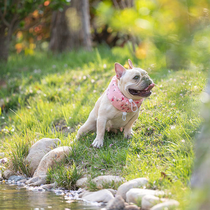 Frenchie Summer Cooling Scarf Anti-Heatstroke | Kalsten