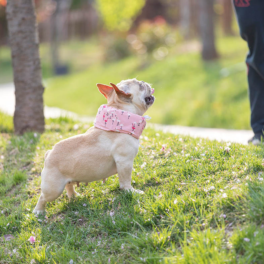 Frenchie Summer Cooling Scarf Anti-Heatstroke | Kalsten