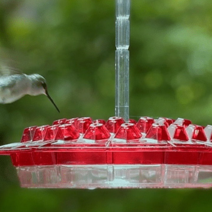 Kalsten | Hummingbird Feeder With Perch And Built-in Ant Moat
