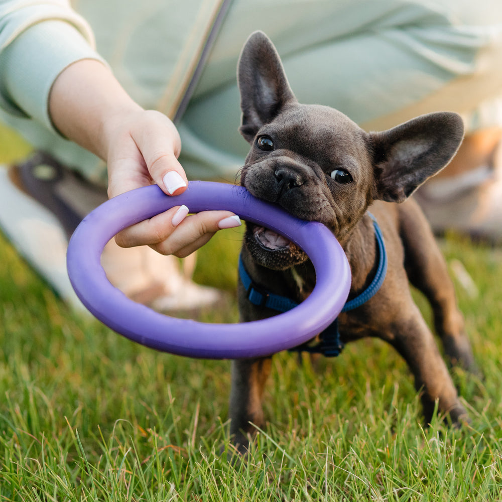 Dog Anti-Bite Training Ring ø9 cm made of Rubber - assorted colors | Kalsten