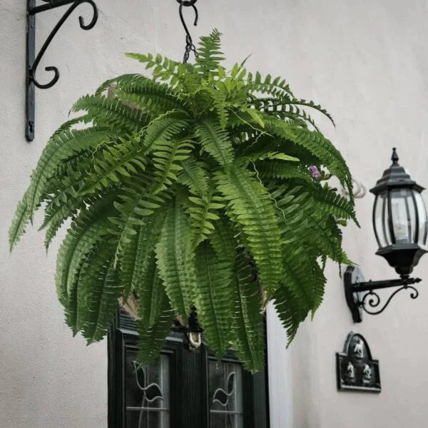Kalsten | UV Resistant Lifelike Artificial Boston Fern