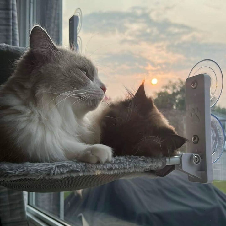 Kalsten | PAWPERCH – Foldable Window Hammock for Cats with View & Comfort