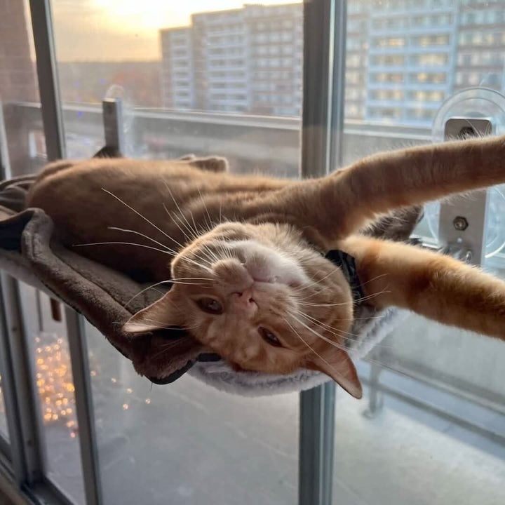 Kalsten | PAWPERCH – Foldable Window Hammock for Cats with View & Comfort