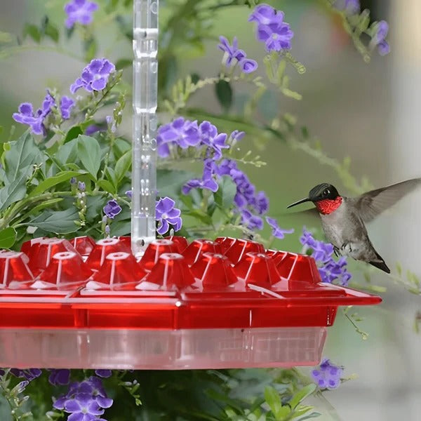 Kalsten | Hummingbird Feeder With Built-In Ant Moat