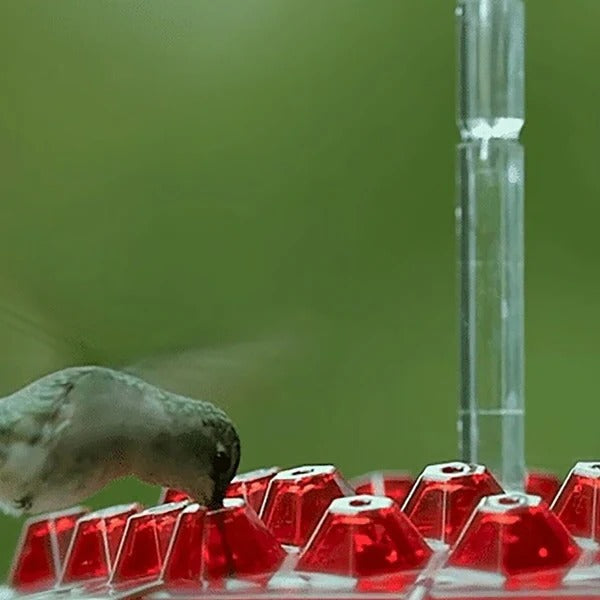 Kalsten | Hummingbird Feeder With Built-In Ant Moat