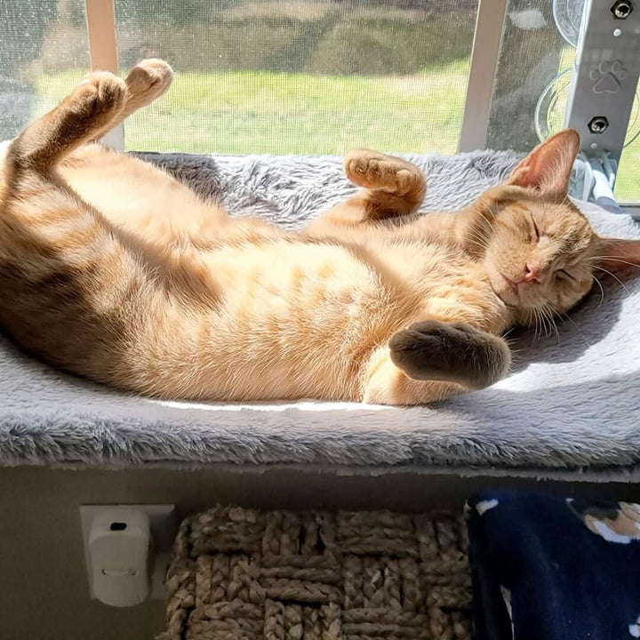 Kalsten | PAWPERCH – Foldable Window Hammock for Cats with View & Comfort