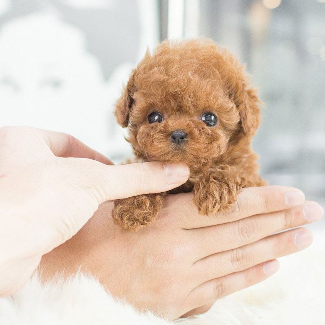 Skanto | Nicoo Robot Puppy Interactive Toy Realistic Lifelike Dog
