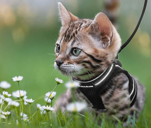 Kalsten | Escape-proof cat harness with reflective details