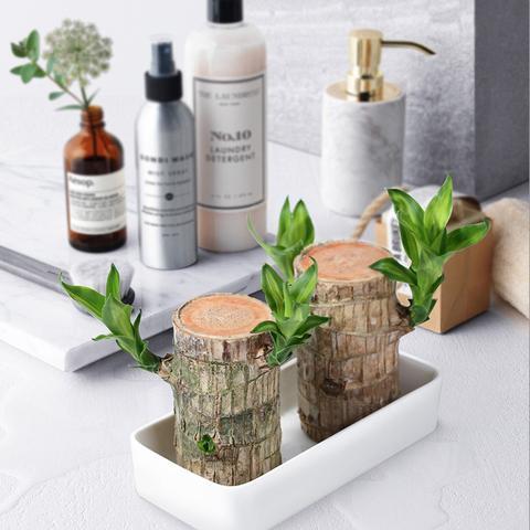 BowLift | Brazilian Lucky Wood Plant – Indoor Air-Purifying & Good Fortune Décor