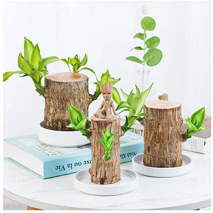 BowLift | Brazilian Lucky Wood Plant – Indoor Air-Purifying & Good Fortune Décor