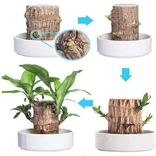 BowLift | Brazilian Lucky Wood Plant – Indoor Air-Purifying & Good Fortune Décor
