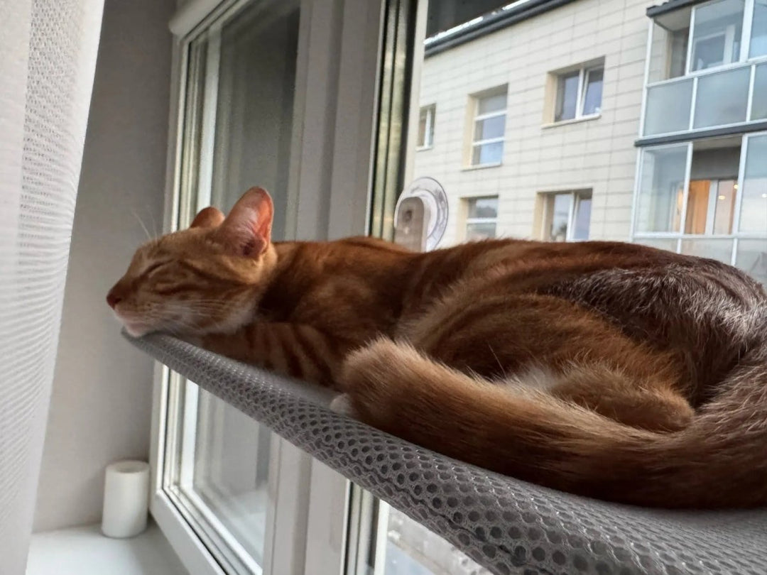 Kalsten | PAWPERCH – Foldable Cat Hammock with Wall-Friendly Mount | No-Drill Window Seat
