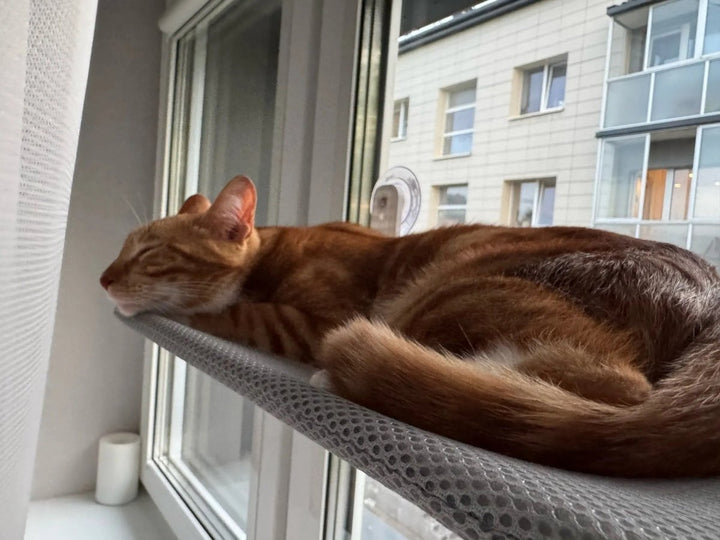 Kalsten | PAWPERCH – Foldable Cat Hammock with Wall-Friendly Mount | No-Drill Window Seat