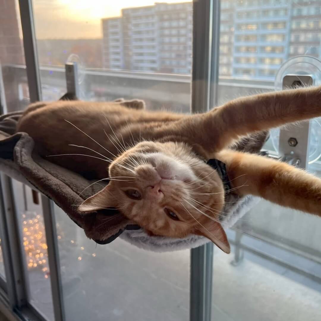 Kalsten | PAWPERCH – Foldable Cat Hammock with Wall-Friendly Mount | No-Drill Window Seat