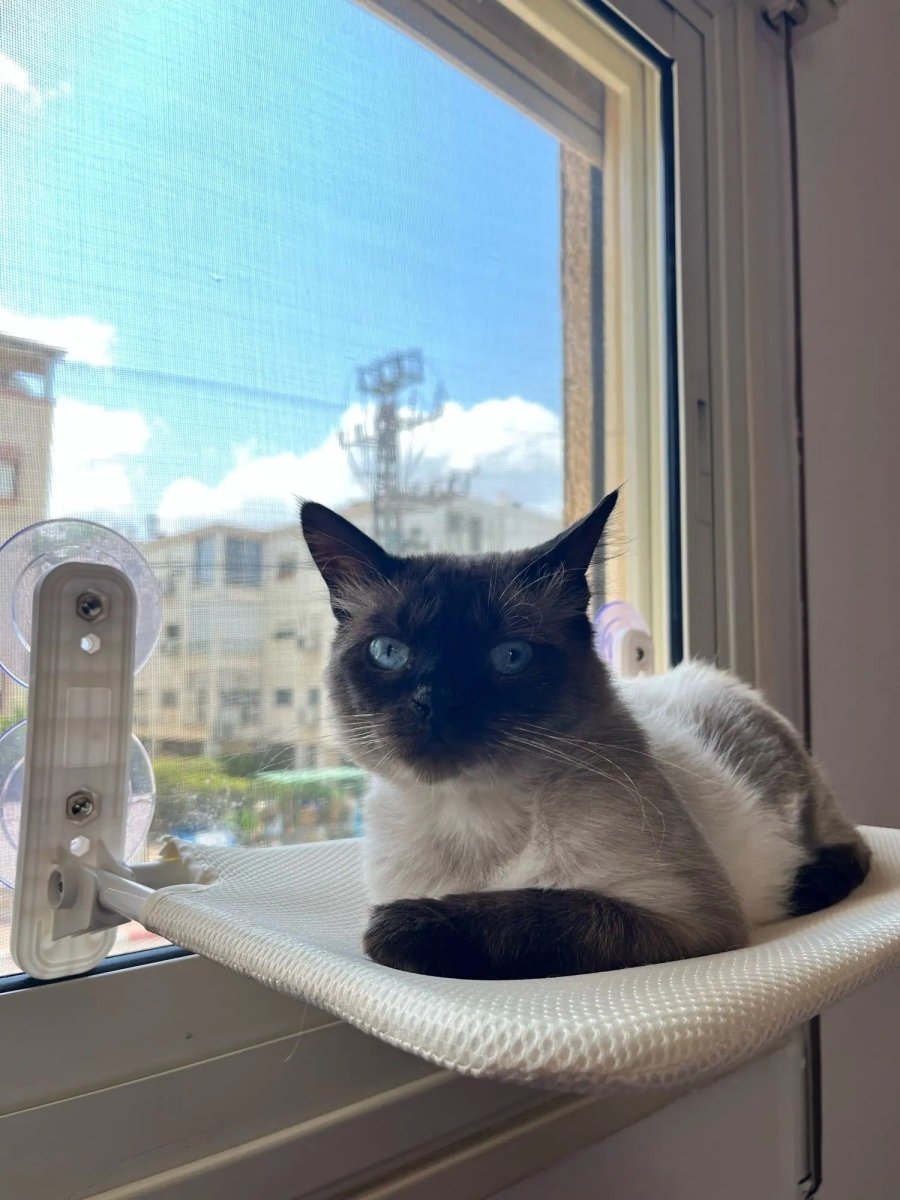 Kalsten | PAWPERCH – Foldable Cat Hammock with Wall-Friendly Mount | No-Drill Window Seat