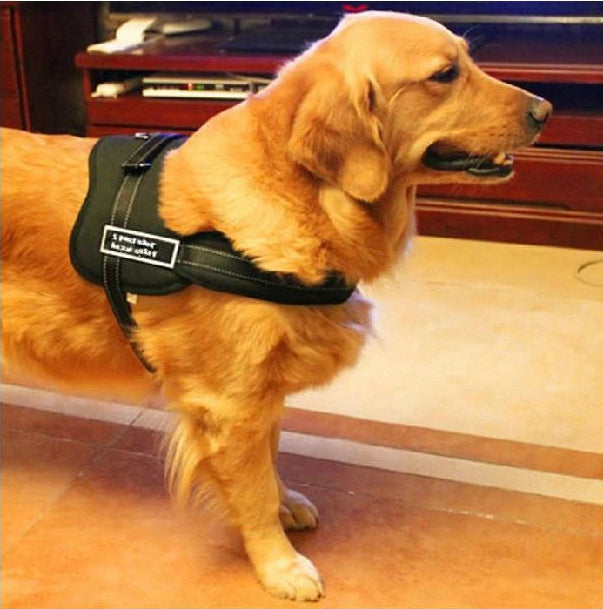 Dog Walking Harness | Kalsten