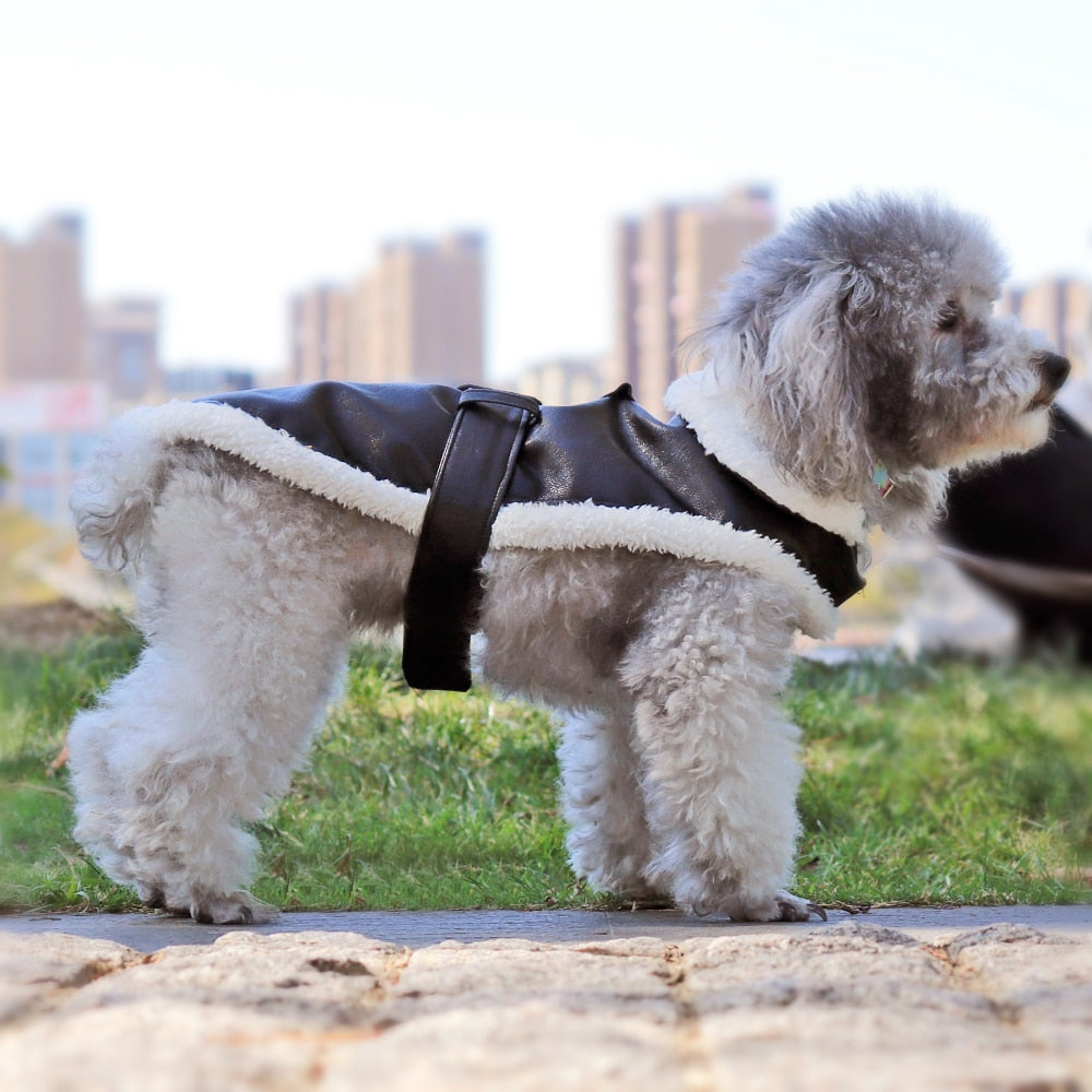 Kalsten | Cool Cute Leather Pet Jacket