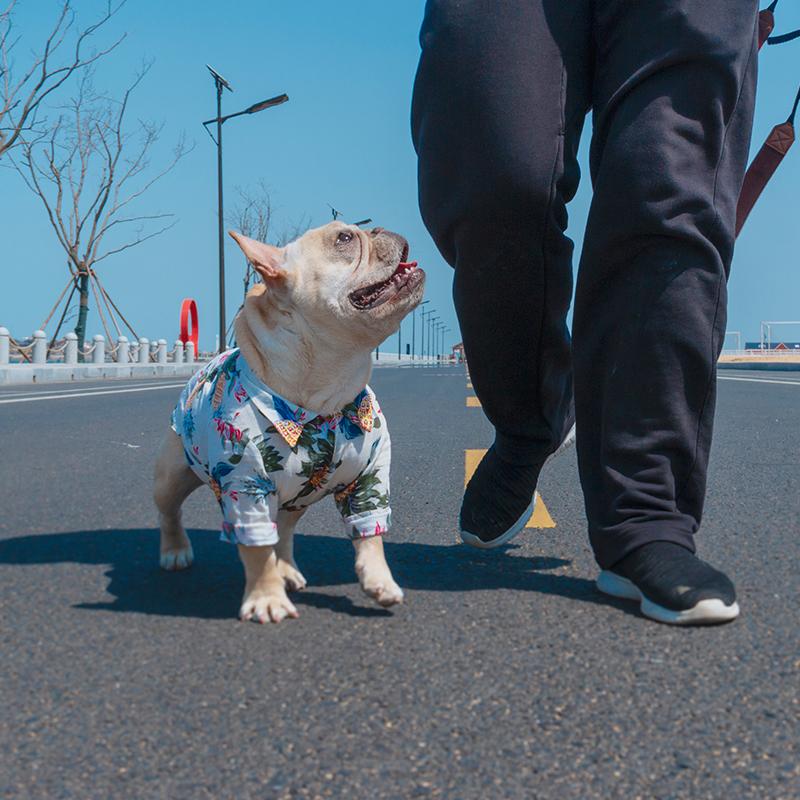 Frenchie  Summer Shirt | Kalsten
