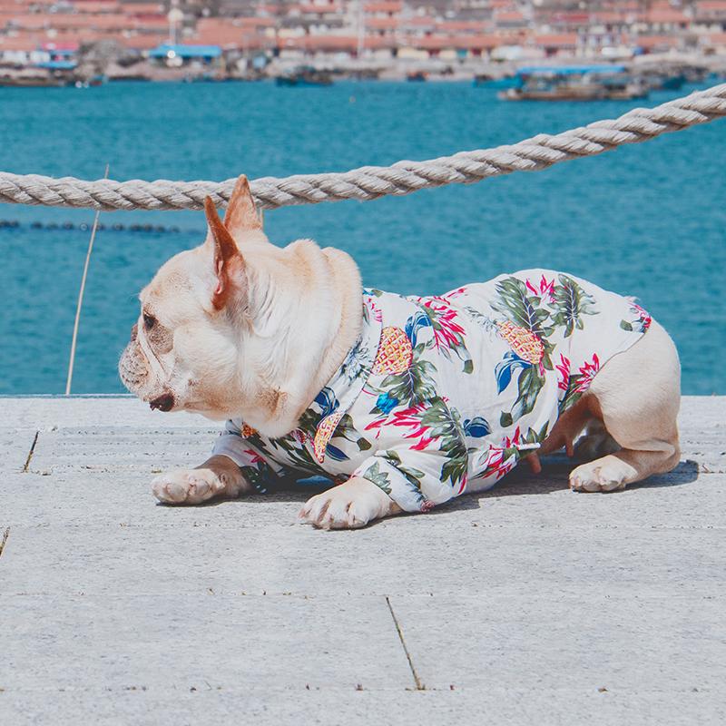 Frenchie  Summer Shirt - frenchie Shop