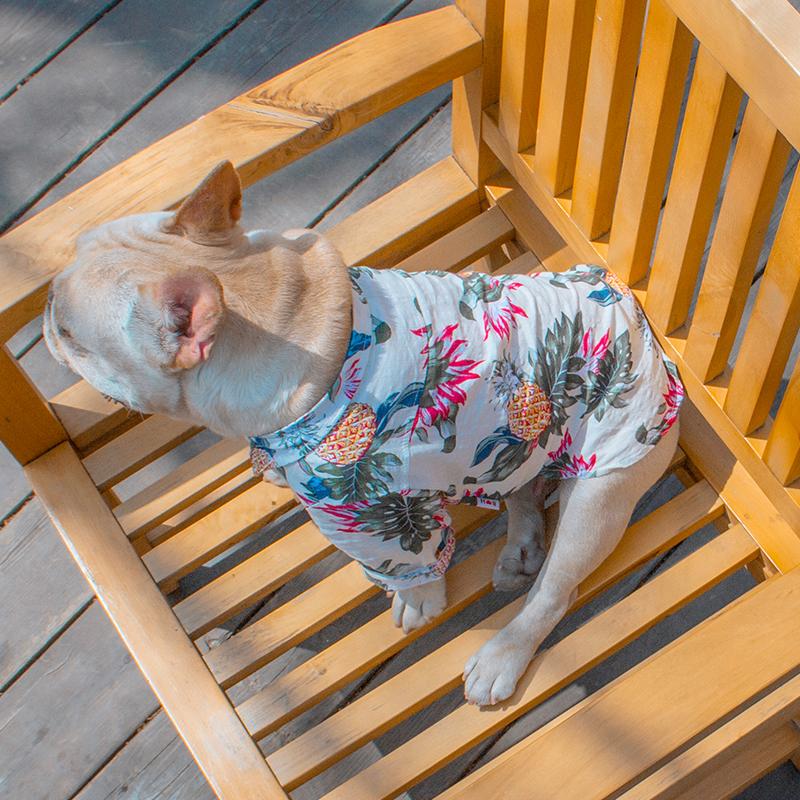 Frenchie  Summer Shirt | Kalsten