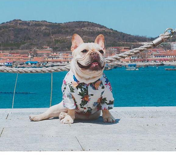Frenchie  Summer Shirt | Kalsten
