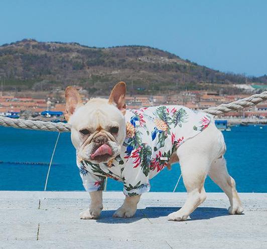 Frenchie  Summer Shirt | Kalsten